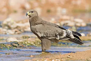 Steppe Eagle Drucke: Steppe Eagle