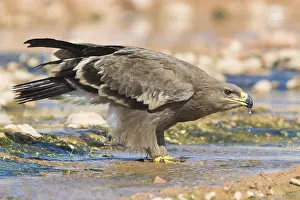 Daytime Bird Photography Drucke: Steppe Eagle