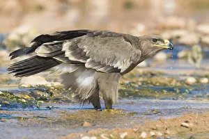Steppe Eagle Drucke: Steppe Eagle