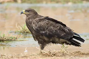 Raptor Species Drucke: Steppe Eagle