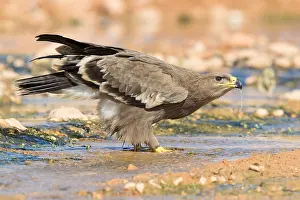 Steppe Eagle Drucke: Steppe Eagle