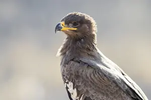 Steppe Eagle Drucke: Steppe Eagle