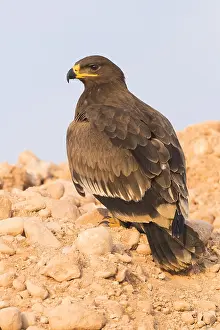 Steppe Eagle Drucke: Steppe Eagle