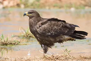Wildlife Raptors Drucke: Steppe Eagle