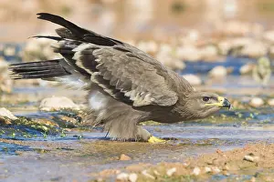 Steppe Eagle Drucke: Steppe Eagle