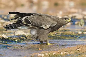 Steppe Eagle Drucke: Steppe Eagle