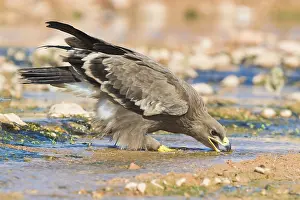 Steppe Eagle Drucke: Steppe Eagle