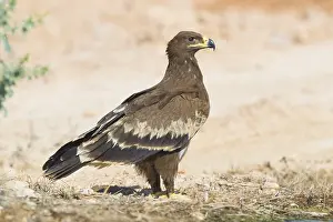 Steppe Eagle Drucke: Steppe Eagle
