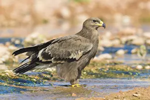 Nature Portrait Photography Drucke: Steppe Eagle