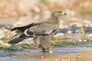 Steppe Eagle Drucke: Steppe Eagle