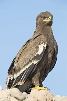 Daytime Wildlife Photography Drucke: Steppe Eagle