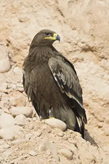 Steppe Eagle Drucke: Steppe Eagle