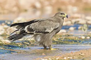 Daytime Bird Photography Drucke: Steppe Eagle