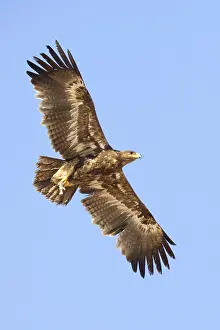 Wildlife Raptors Drucke: Steppe Eagle