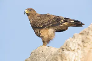 Accipitridae Species Drucke: Steppe Eagle