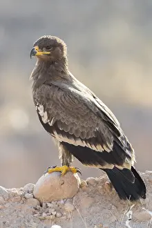 Accipitridae Species Drucke: Steppe Eagle