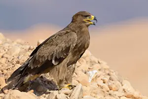 Wildlife Animals Drucke: Steppe Eagle