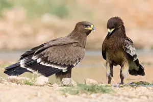 Wildlife Raptors Drucke: Steppe Eagle