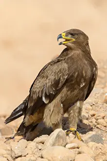 Raptor Species Drucke: Steppe Eagle