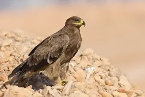 Wildlife Animals Drucke: Steppe Eagle