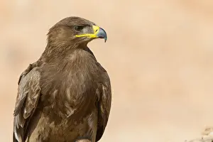Steppeadler