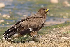 Accipitridae Family Drucke: Steppe Eagle