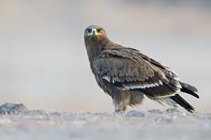 Juvenile Bird Drucke: Steppe Eagle