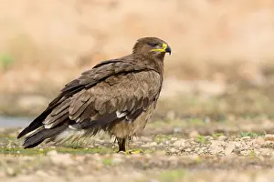 Accipitridae Family Eagles Drucke: Steppe Eagle