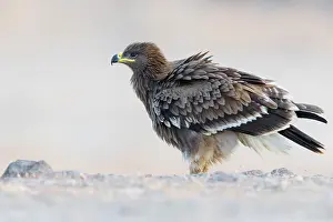 Steppe Eagle Drucke: Steppe Eagle