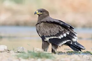 Steppe Eagle Drucke: Steppe Eagle