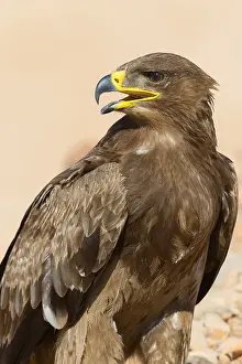 Steppe Eagle Drucke: Steppe Eagle