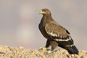 Steppe Eagle Drucke: Steppe Eagle