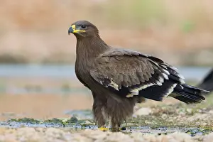Raptor Wildlife Photography Drucke: Steppe Eagle