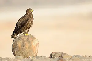 Accipitridae Family Drucke: Steppe Eagle