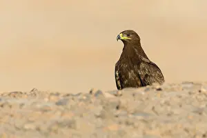 Raptor Species Drucke: Steppe Eagle