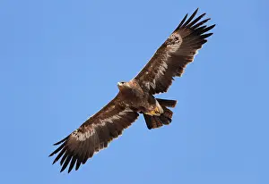 Birds Of Prey In Flight Drucke: Steppe Eagle, Aquila nipalensis