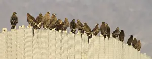 Steppe-Eule und Großer Schreiadler.
