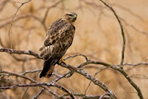 Bird Of Prey Asia Drucke: Steppebuizerd, Steppe Buzzard, Buteo buteo