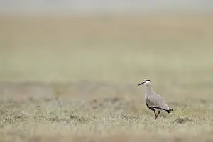 Gerahmter Druck : Steppekievit, Geselliger Würgerwürger, Charadrius gregarius Gerahmter Druck : Steppekievit, Geselliger Würgerwürger, Charadrius gregarius