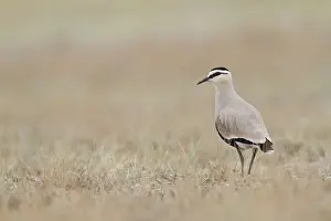 IUCN Red List Threatened Species Drucke: Steppekievit, Sociable Lapwing, Charadrius gregarius