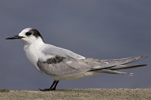 Sterna Hirundo Images Drucke: Sterna comune; Common Tern; Sterna hirundo