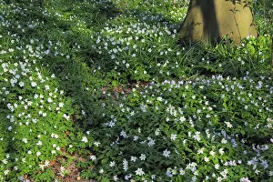 Woodland Wildflowers Drucke: Stinsenflora