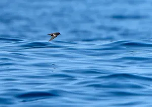 Blue Water Bird Species Drucke: Least Storm Petrel, Hydrobates microsoma