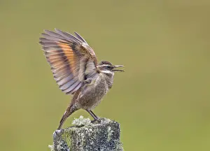 Februar Drucke: Stirnbeißer Cinclodes, Cinclodes excelsior