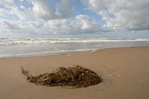 Dutch Coast Scenery Drucke: Strand, Beach