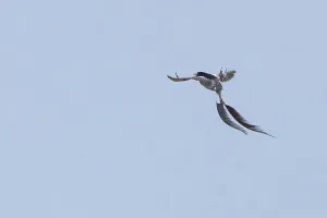 South America Wild Animals Drucke: Strange-tailed Tyrant, Alectrurus risora