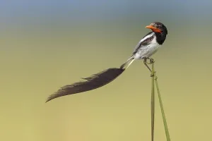 Wildlife In Argentina Drucke: Strange-tailed Tyrant, Alectrurus risora