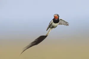Argentina Nature Reserve Drucke: Strange-tailed Tyrant, Alectrurus risora