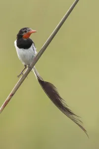 Argentina Nature Reserves Drucke: Strange-tailed Tyrant, Alectrurus risora