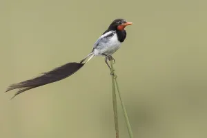 Argentina Nature Reserves Drucke: Strange-tailed Tyrant, Alectrurus risora
